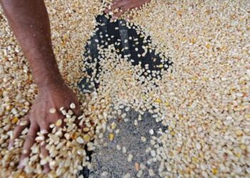 Mineco establece contingente de maíz blanco a partir de mayo