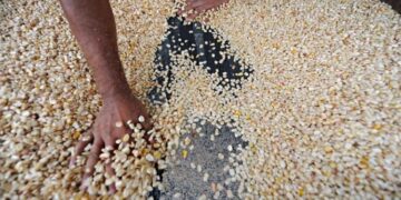 Mineco establece contingente de maíz blanco a partir de mayo