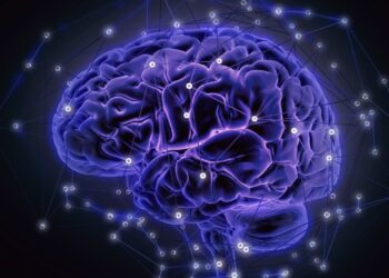 El mapa del cableado neuronal de un mamífero, el próximo gran reto de la neurociencia