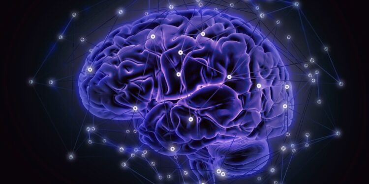 El mapa del cableado neuronal de un mamífero, el próximo gran reto de la neurociencia