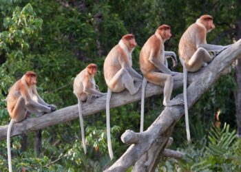 Cambio en el código genético explicaría cómo los ancestros humanos perdieron la cola