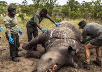 Número de rinocerontes muertos por caza furtiva aumentó en Sudáfrica en 2023, con 499