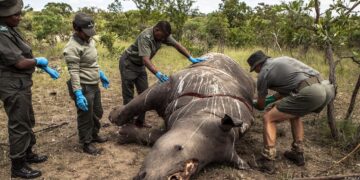 Número de rinocerontes muertos por caza furtiva aumentó en Sudáfrica en 2023, con 499