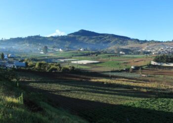 MAGA recomienda proteger del frío cultivos y animales