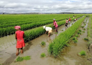 Foro de la FAO aborda en Bruselas la seguridad alimentaria en Latinoamérica y Caribe