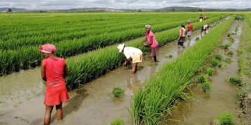 Foro de la FAO aborda en Bruselas la seguridad alimentaria en Latinoamérica y Caribe