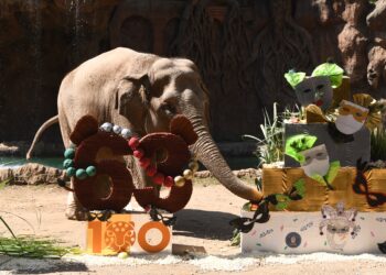 Trompita celebra sus 63 años junto a familias guatemaltecas