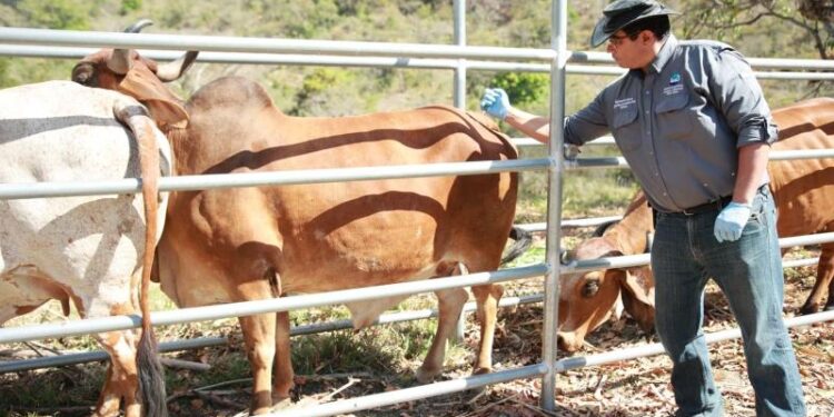Un total de 5 mil dosis contra la rabia bovina se aplicarán en Baja Verapaz
