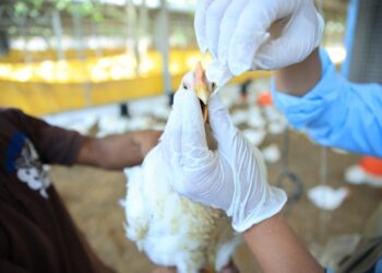 Se recolectaron 30 muestras por unidad productiva, abarcando un total de 16 mil 000 aves, con el objetivo de identificar posibles riesgos y prevenir la propagación de enfermedades aviares./ Foto: MAGA.