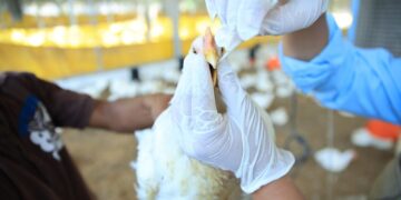 Se recolectaron 30 muestras por unidad productiva, abarcando un total de 16 mil 000 aves, con el objetivo de identificar posibles riesgos y prevenir la propagación de enfermedades aviares./ Foto: MAGA.