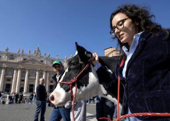 La vaca Ercolina llevada al Vaticano. / Foto: EFE.