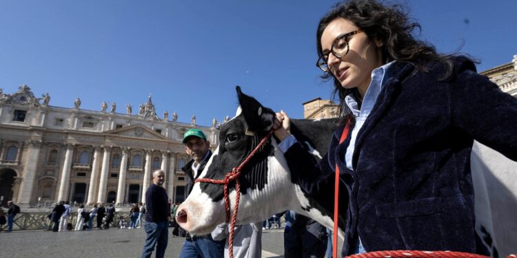 La vaca Ercolina llevada al Vaticano. / Foto: EFE.