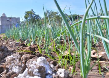 Las asesorías se dieron en las parcelas para mejorar su aplicación. / Foto: MAGA.