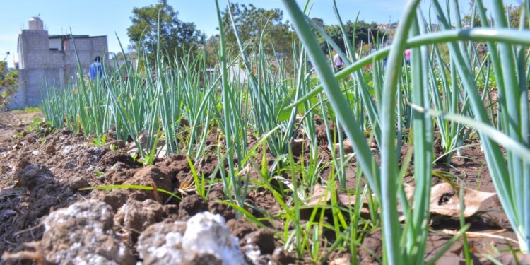Las asesorías se dieron en las parcelas para mejorar su aplicación. / Foto: MAGA.