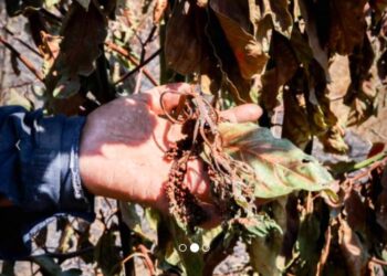 Incendio amenaza la sustentabilidad agrícola en las faldas del volcán de Agua