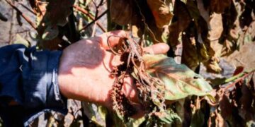 Incendio amenaza la sustentabilidad agrícola en las faldas del volcán de Agua