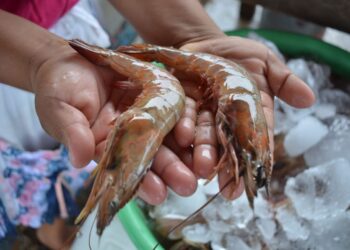 El camarón está sujeto a vedas en dos periodos anuales. / Foto: MAGA.
