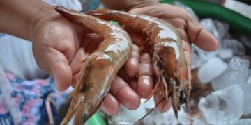 El camarón está sujeto a vedas en dos periodos anuales. / Foto: MAGA.