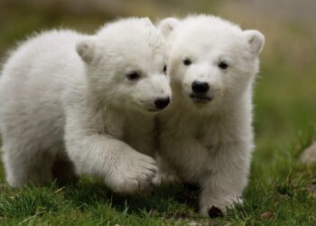 Osos polares jóvenes y hembras corren mayor peligro. / Foto: EFE.