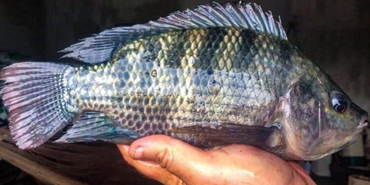 Tilapia gris producida en Petén. / Foto: MAGA.