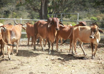 La vacunación comenzó en una aldea donde se detectó un caso de rabia bovina. / Foto: MAGA.