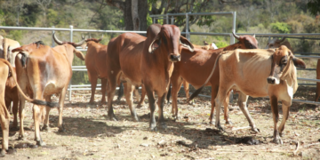 La vacunación comenzó en una aldea donde se detectó un caso de rabia bovina. / Foto: MAGA.