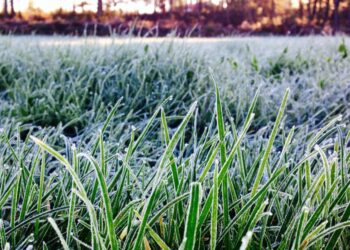 La colaboración activa del sector agropecuario al implementar estas recomendaciones se erige como la clave para superar los desafíos de febrero. / Foto: MAGA.