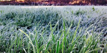 La colaboración activa del sector agropecuario al implementar estas recomendaciones se erige como la clave para superar los desafíos de febrero. / Foto: MAGA.
