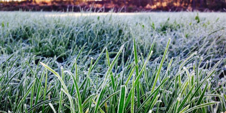 La colaboración activa del sector agropecuario al implementar estas recomendaciones se erige como la clave para superar los desafíos de febrero. / Foto: MAGA.