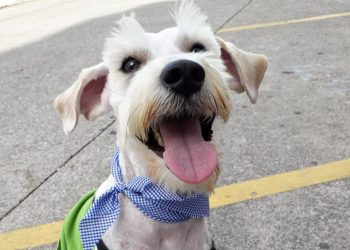 Bienestar animal en carretera: cómo cuidar a su mascota en viajes largos