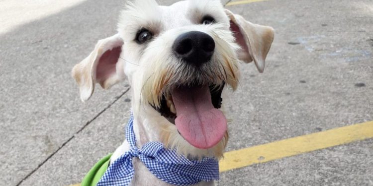 Bienestar animal en carretera: cómo cuidar a su mascota en viajes largos