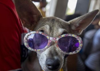 Los perros son capaces de reconocer los nombres de objetos que conocen.