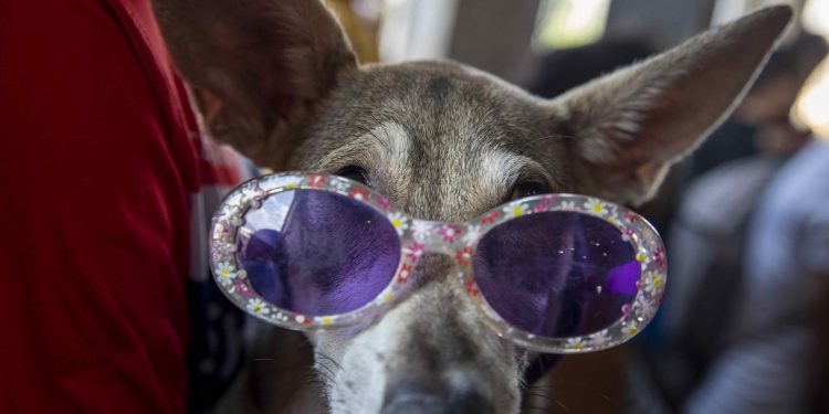 Los perros son capaces de reconocer los nombres de objetos que conocen.