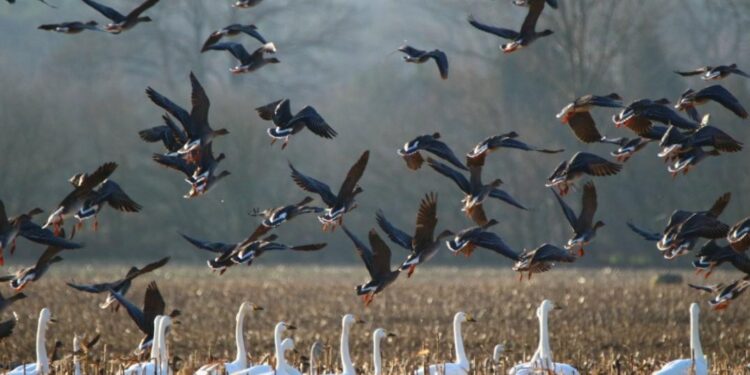 Los animales que migran perfeccionan su comportamiento con la experiencia
