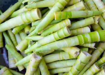 Expertos chinos destacan el potencial del bambú como alimento “sostenible” para el futuro