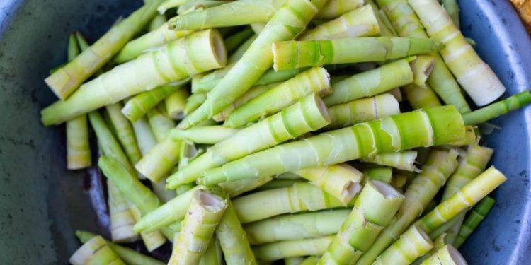 Expertos chinos destacan el potencial del bambú como alimento “sostenible” para el futuro