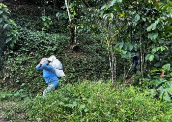 Sequía y violencia reducen en 80 % la llegada de jornaleros a fincas del sur de México