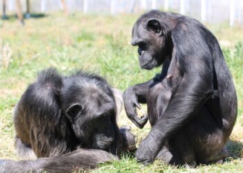 Estudios en chimpancés demuestran el aprendizaje social. / Foto: EVE verde.