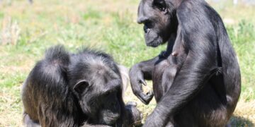 Estudios en chimpancés demuestran el aprendizaje social. / Foto: EVE verde.