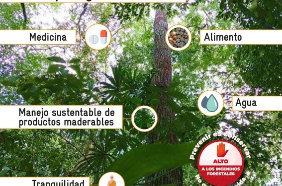 FAO junto con otros cooperantes contribuirán con el cuidado de bosques