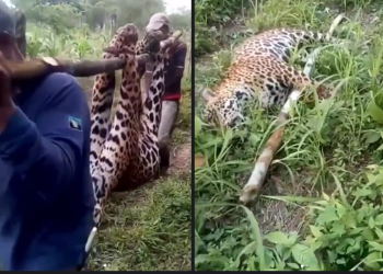 Las imágenes de un jaguar cazado causaron indignación. Fueron grabadas en Colombia en 2023.