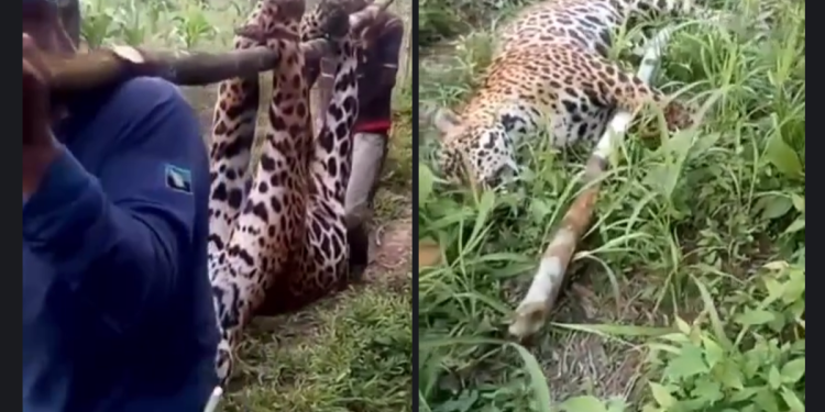 Las imágenes de un jaguar cazado causaron indignación. Fueron grabadas en Colombia en 2023.