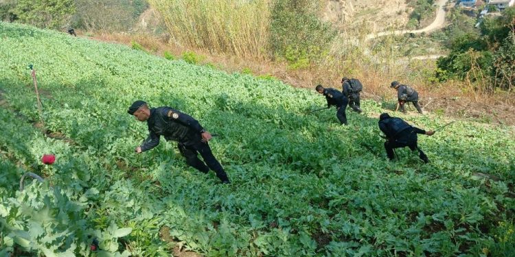 Autoridades destruyen miles de plantas de marihuana y amapola en San Marcos