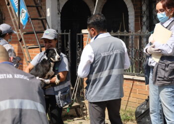 La intervención de la UBA busca sancionar posibles casos de maltrato animal, y brindar una oportunidad de vida digna a estos perros. / Foto: MAGA