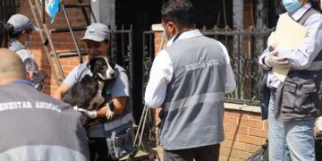 La intervención de la UBA busca sancionar posibles casos de maltrato animal, y brindar una oportunidad de vida digna a estos perros. / Foto: MAGA