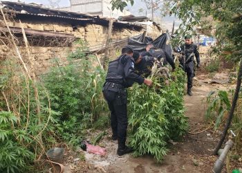 Capturado por cultivo de marihuana en Totonicapán