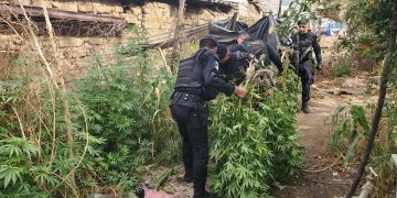 Capturado por cultivo de marihuana en Totonicapán