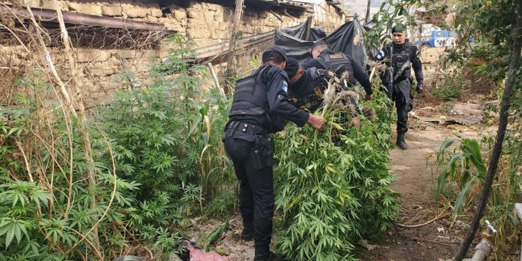 Capturado por cultivo de marihuana en Totonicapán