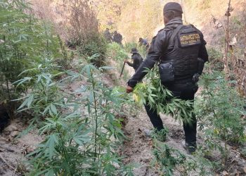 La PNC erradica más de 6 mil matas de marihuana en Totonicapán