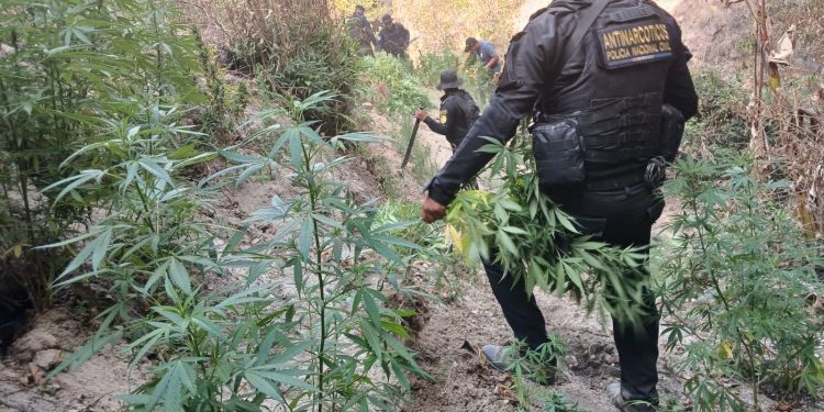 La PNC erradica más de 6 mil matas de marihuana en Totonicapán